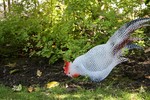 Coq de jardin