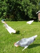 Poules et coqs de jardin